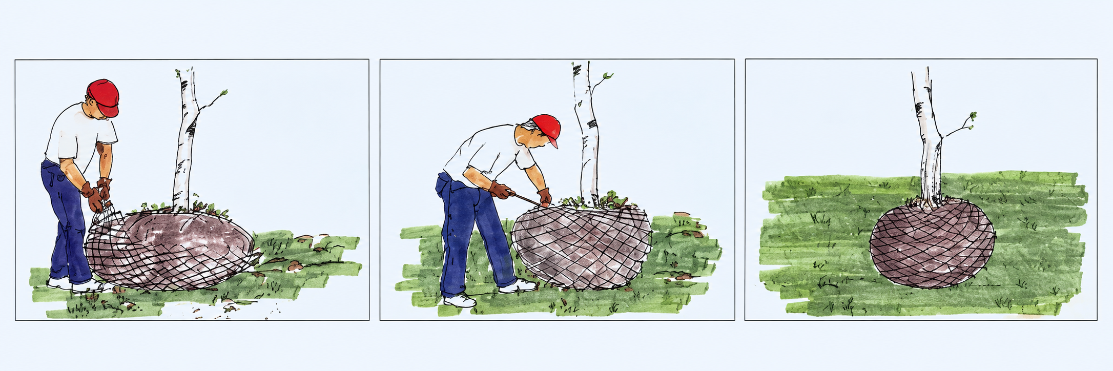 Three illustrations showing iron wire mesh wrapping and tightening around a tree root ball